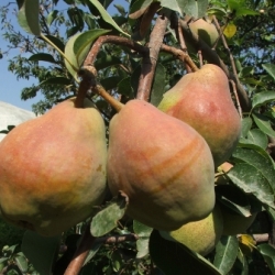 Margarita Marillat Armut